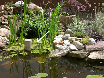 Großes Fischsterben HobbyGartenteich